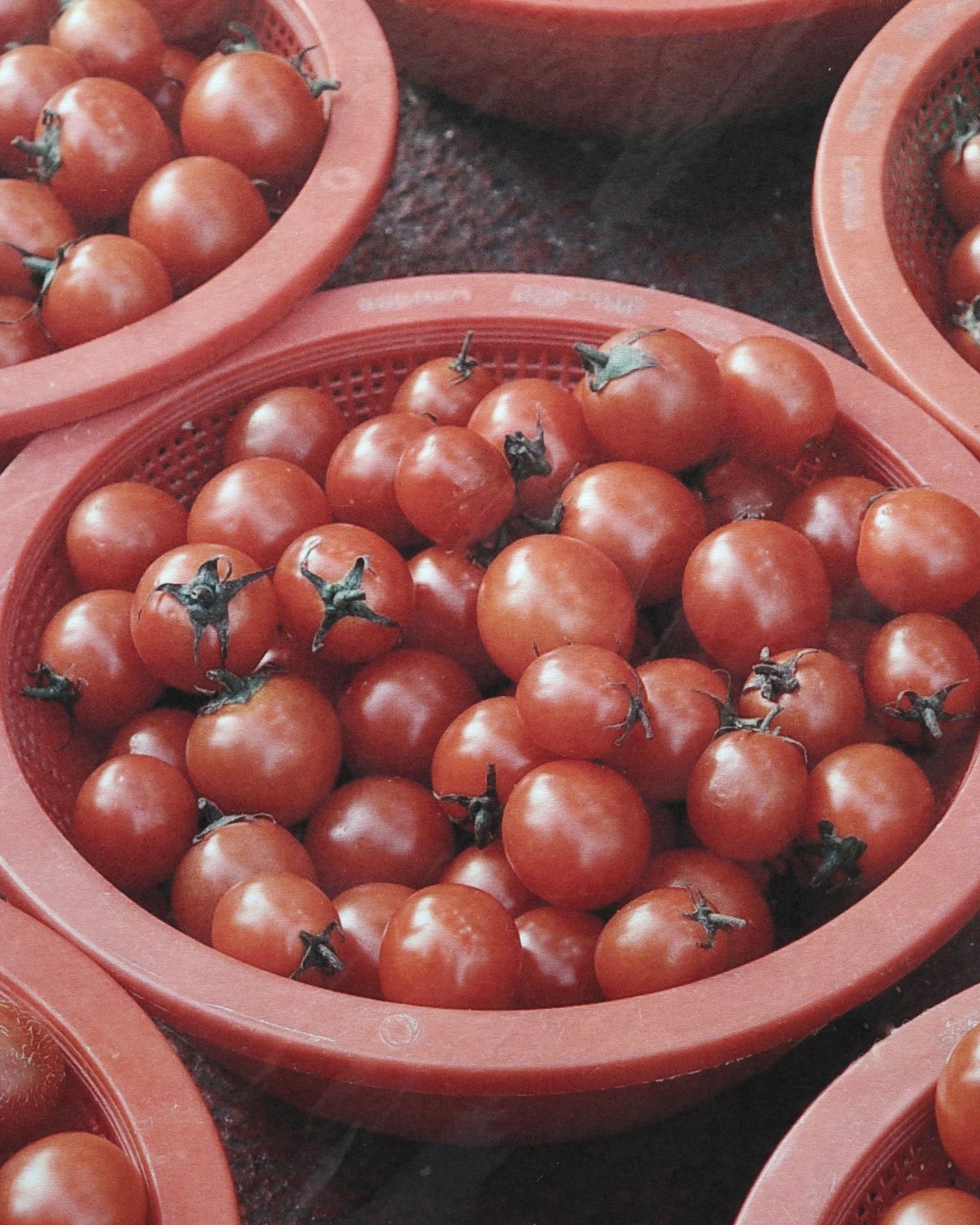 0100 Tomato