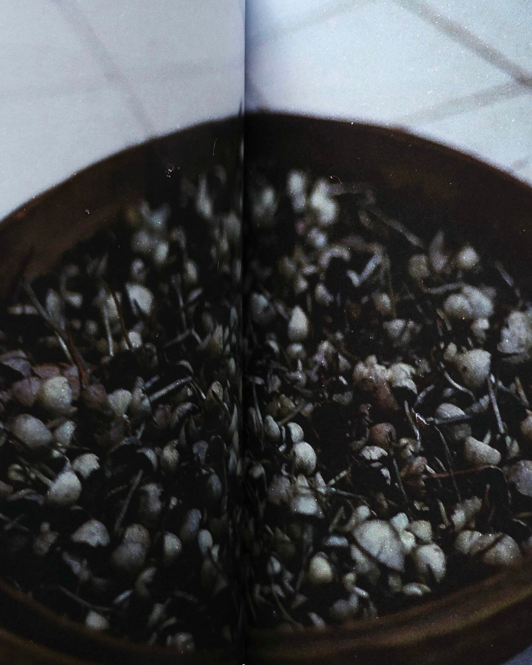 Blue Meanies: A Brief History of Magic Mushrooms in Bali