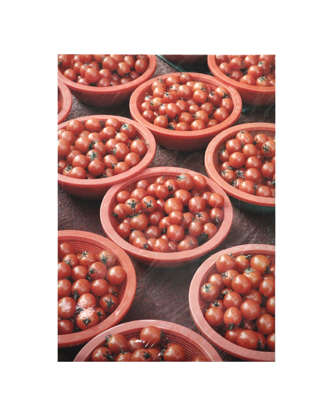 0100 Tomato
